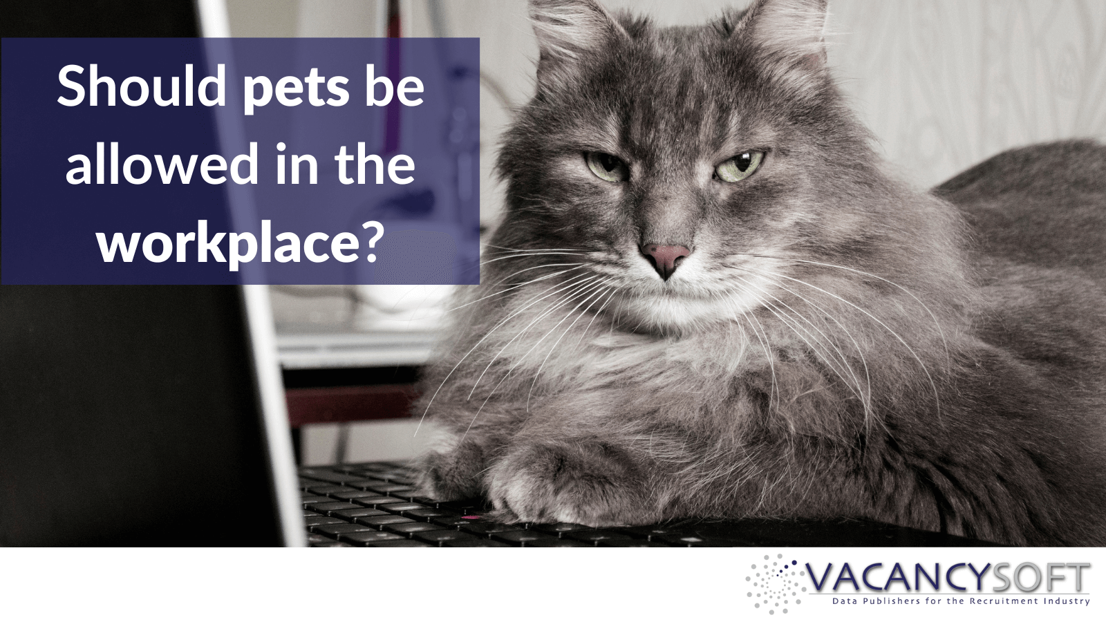 Should pets be allowed in the workplace? Vacancysoft